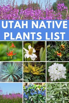 the ultimate guide to utah native plants list