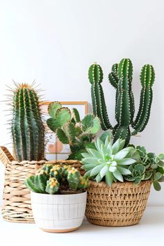 three different types of cactus in baskets