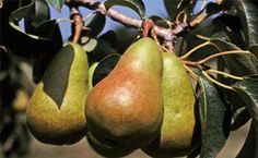 three pears hanging from a tree with leaves