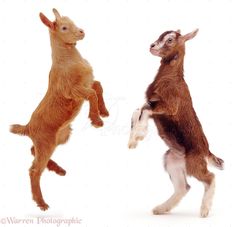 two baby goats playing with each other in front of a white background, one jumping up and the other standing on its hind legs