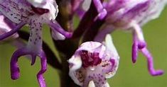 purple flowers are blooming in the garden