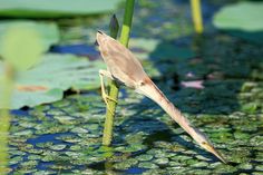 a bird standing on top of a green plant in the middle of some water lilies