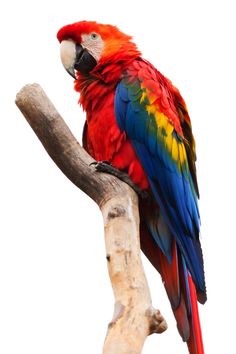 a colorful parrot sitting on top of a tree branch next to a white background,