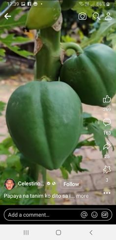 the green fruit is growing on the tree