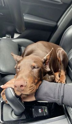 a brown dog laying on top of a car seat