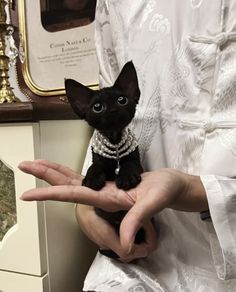 a person holding a small black cat in their hand with pearls on it's collar