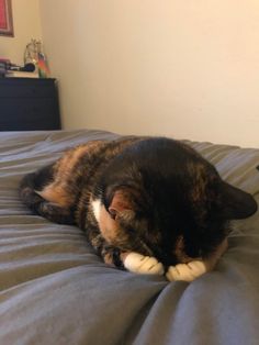 a calico cat laying on top of a bed