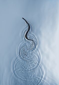 water ripples in the middle of a body of water with a long, curved tail