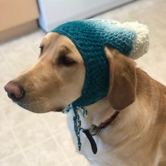 a brown dog wearing a blue knitted hat