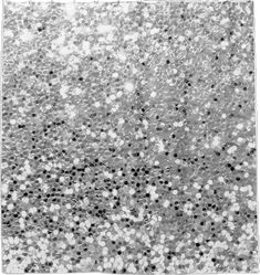 black and white photograph of an area that looks like it has many dots on it