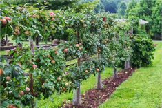 many peaches are growing on trees in the garden and ready to be picked up