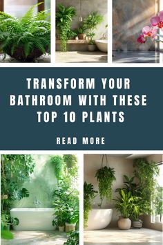 Transform your bathroom with these top 10 plants. Read more. Plants For No Light Bathroom, No Light Plants Indoor Bathroom, Plants For The Bathroom With No Light, Bathroom Plant No Sunlight, Shower Plants Bathroom Low Light, Bathroom Window Ideas, Bathroom Without Windows