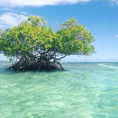 an island in the middle of water with trees growing out of it