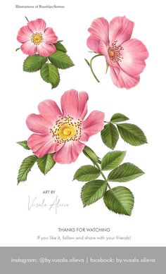 #rosehip #dog-rose #illustration #botanical Dog Rose Illustration, Wild Rose Illustration, Alaskan Flowers, Sweetpea Flower, Botanical Tattoo Sleeve, Wild Rose Flower, Flora Illustration, Flower Reference