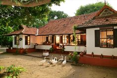 four geese walking in front of a small white and red house with black shutters