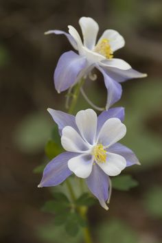 two blue and white flowers with green leaves