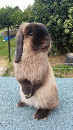 a brown and white rabbit sitting on top of a blue surface