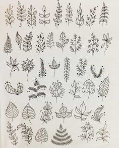 a drawing of different types of leaves and flowers on a white sheet with black ink