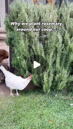 a white chicken standing in front of a green bush with an ad on it that says, why we plant rosemary around our coop?