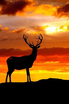 a deer standing on top of a hill under a cloudy sky with the sun setting behind it