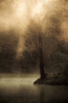 a tree in the middle of a body of water on a foggy day with sunbeams