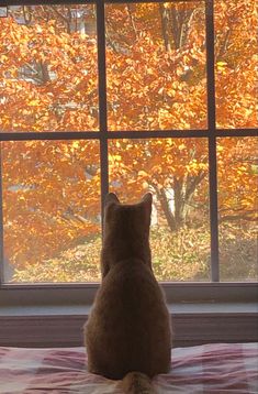 a cat sitting on top of a bed looking out a window at the trees outside