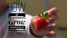 a person holding a strawberry in their hand with the words how to grow strawberries in containers