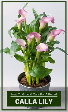 a potted plant with pink flowers in it and the words how to grow & care for a potted calla lily