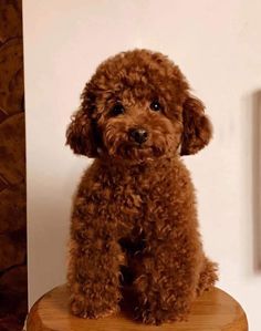 a brown poodle sitting on top of a wooden stool in front of a white wall