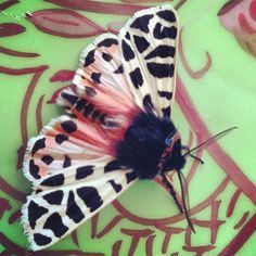 a close up of a butterfly on a table