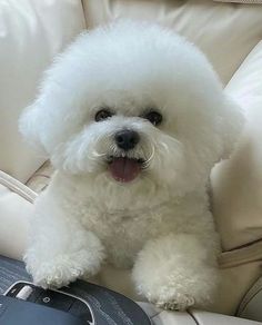 a small white dog sitting on top of a couch next to a cell phone and remote control