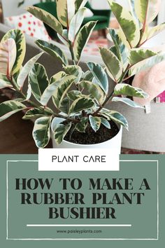 a potted plant with the words how to make a rubber plant busher on it