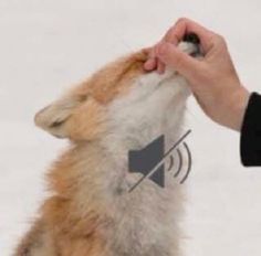 a person is petting a dog in the snow with their hand on it's nose