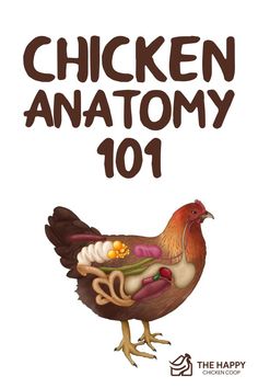 a chicken with the words chicken anatomy 101 on it