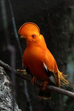 an orange bird sitting on top of a tree branch