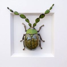 a green beetle is mounted in a white frame with leaves on it's back