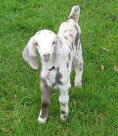 a baby goat standing on top of a lush green field