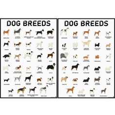 PRICES MAY VARY. ⭐EASY TO USE- 58 dog breeds lined up in alphabetical orders for ease of use. ⭐BEST VALUE- Two high quality posters at an affordable price means the best value you will find anywhere. ⭐MADE IN USA- Printed and hand-packed in the U.S.A. to ensure quality prints reach your hands. Support small, local business. ⭐LAMINATED- Double-sided flush lamination to provide extra durability. Flush lamination are cut along the very edge of each poster (exactly same size as poster). Dry erasable 3d Learning, Dog Breed Poster, Dog Breeds Chart, Kennel Ideas, Vet Clinic, Scary Dogs, Really Cute Puppies, Homeschool Room, Corgi Pembroke