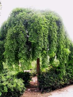 a large green tree sitting next to a lush green forest