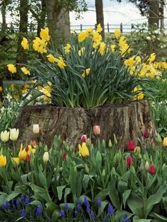 colorful tulips and other flowers are growing in the grass near a tree stump