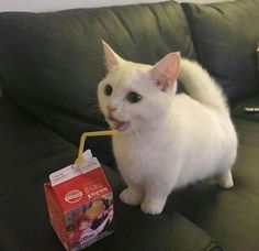 a white cat sitting on top of a black couch next to a bag and a drink