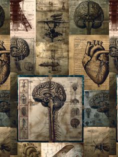 a collage of images with different types of human body parts and brain sections in them