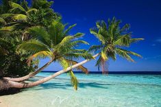 two palm trees on the beach with clear blue water