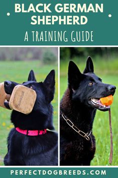 black german shepherd training guide with two pictures of the same dog, one has an orange ball in its mouth