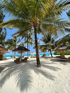 palm trees line the beach with lounge chairs and thatched umbrellas in the shade