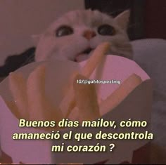 a white cat is eating french fries in a basket with caption that reads, buenos dias maloy, como