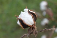 a cotton plant with white and brown flowers