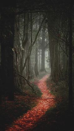 a path in the middle of a forest with red leaves on it's ground