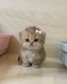 a small kitten with a pink bow sitting on the floor in front of a wall