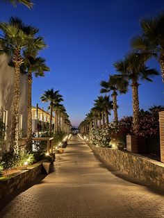 palm trees line the walkway leading to an apartment building at night with lights shining on them